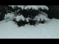 Británico de Pelo Largo - My British longhair in the snow