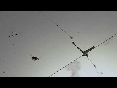 Let's Eliminate the Cockroaches in the Kitchen in Cranbury, NJ