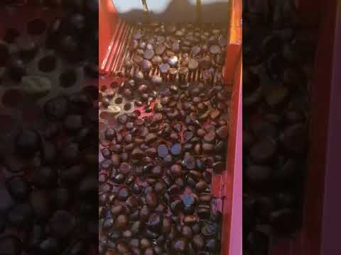 Odemiste kestane patozu video