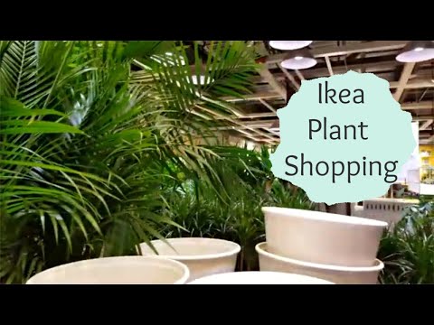 download lagu mp3 mp4 Ikea House Plants, download lagu Ikea House Plants gratis, unduh video klip Ikea House Plants