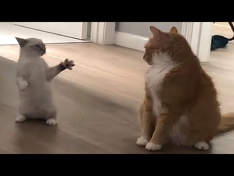 CATS: Wild Antics and Unstoppable Chaos