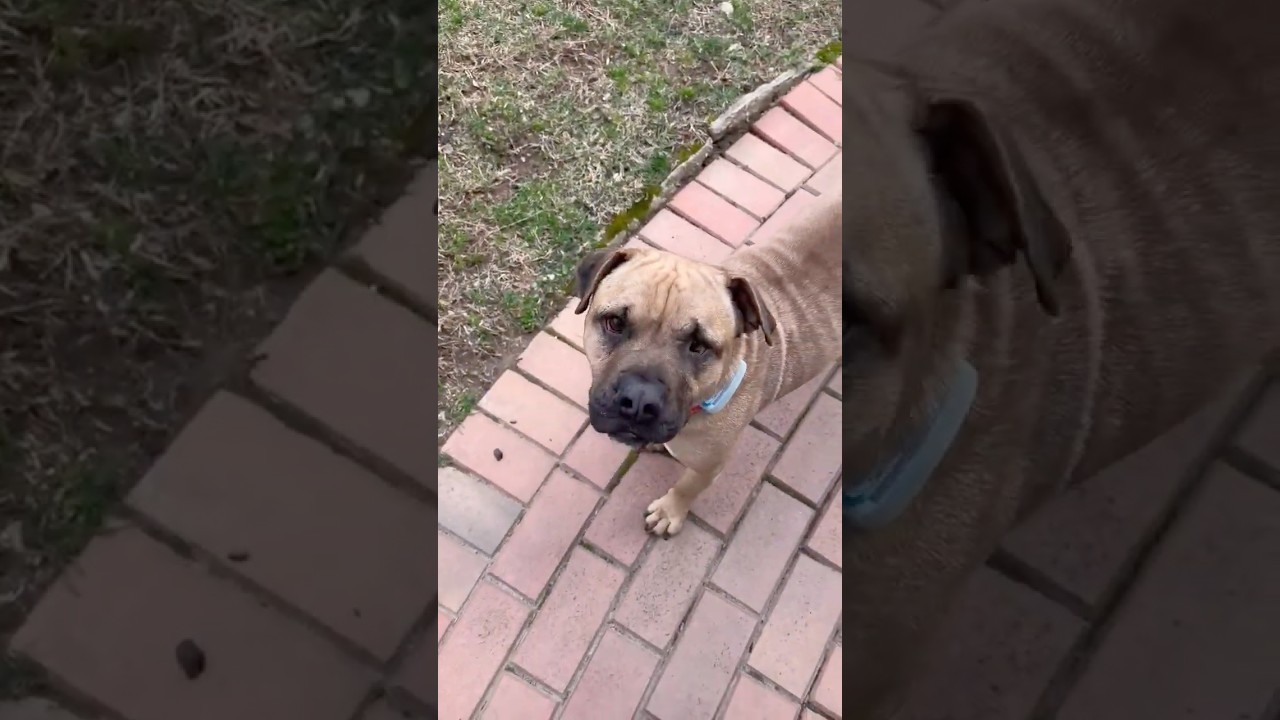 Enlarge Freedom, an adopted mixed breed in rye, NY video 2/6