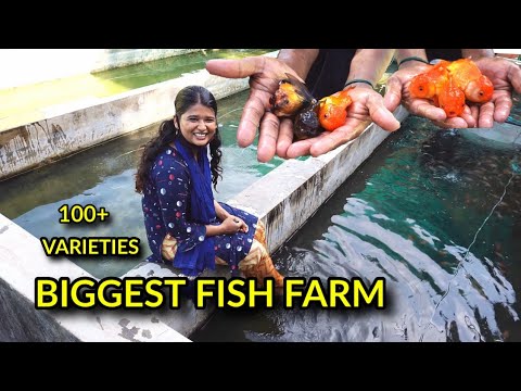 ₹30 paise முதல் Fish varieties  biggest aqua farm| 100 +varieties | with price