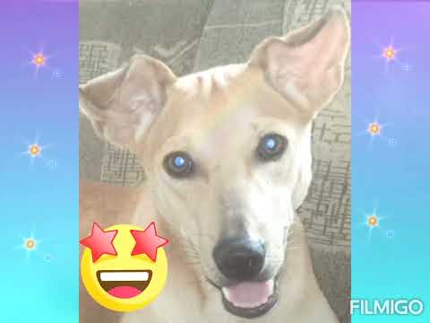 my wiki ❤️❤️