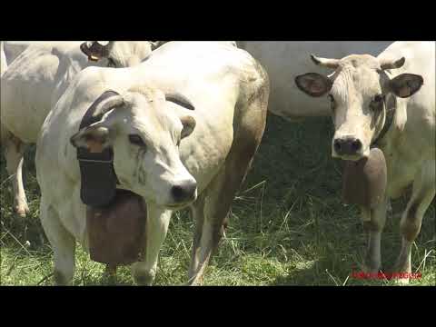 2^PARTE : MANDRIA DI MUCCHE AL PASCOLO PRIMA DELLA TRANSUMANZA A LIMONETTO (CN) GIOV. 16 - 6 - 2022.