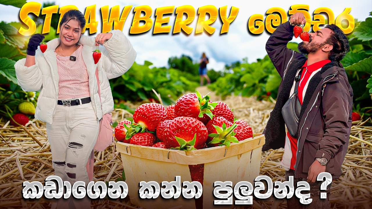 ස්ට්‍රෝබෙරි 🍓 වත්තෙන් Strawberry කඩාගෙනම කාපු අපි දෙන්නා 😍 | Japan Strawberry Farm Vlog 🇯🇵