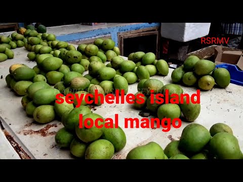 mango seychelles island local fruits