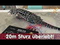 Teju Stürzt Von 20 Meter Hoher Dachterrasse Und überlebt