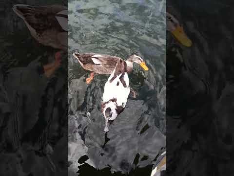 patitos en lago Villarrica, región de la Araucanía #surdechile #araucania #villarrica #pucón #lago