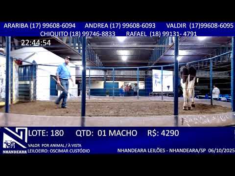 LEILÃO NHANDEARA LEILÕES - 06/10/2025 - NHANDEARA/SP - GADO BOI @ GADO