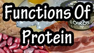 Functions & Importance Of Protein 