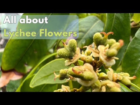 All about lychee flowers