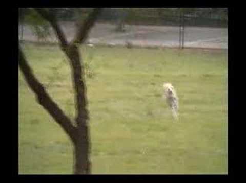 Gino the Italian dog and the Whippet dogs