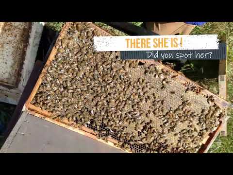 Is it Laying Workers or a Young Queen?