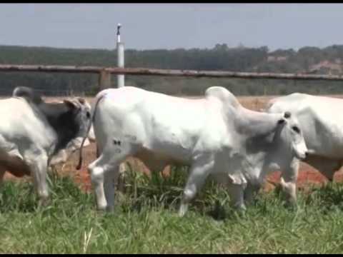 LOTE 25 RIMA 8827 8873 8970