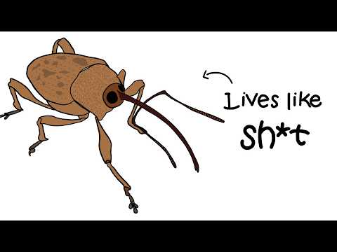 Why It Sucks to be Born as an Acorn Weevil