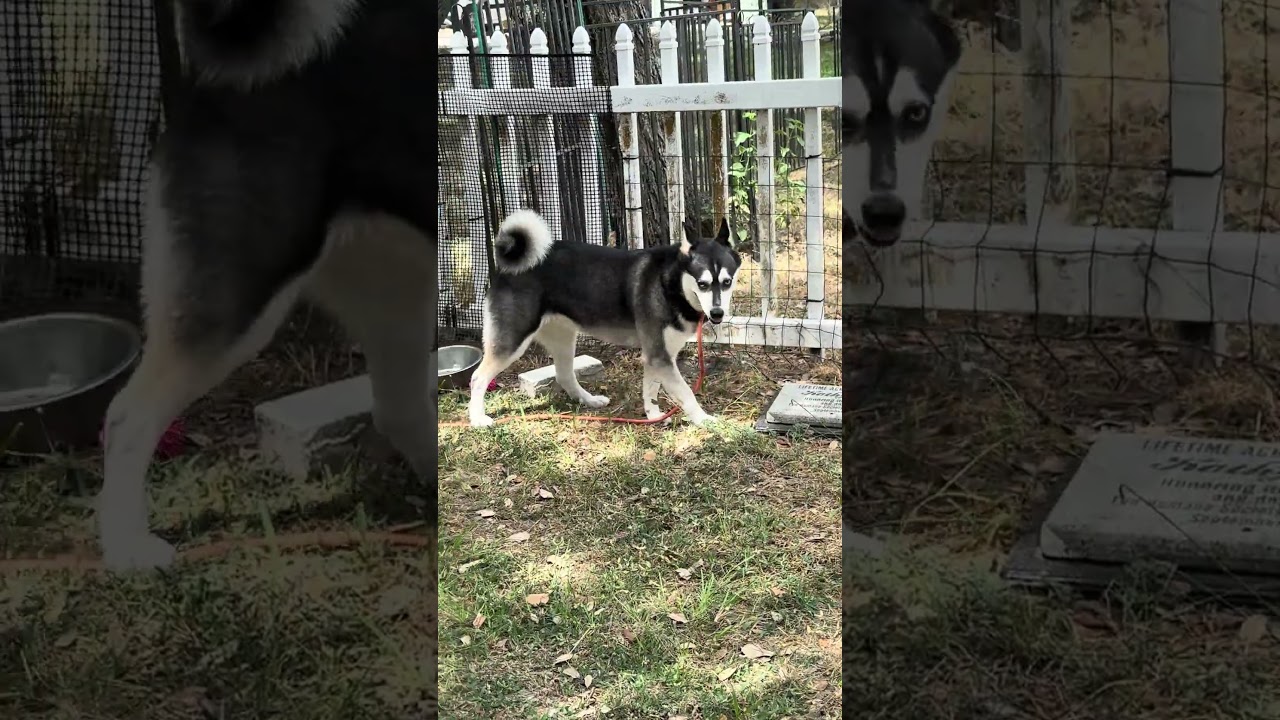 Enlarge Ruby, a Adoptable mixed breed in Fulton, TX video 3/3