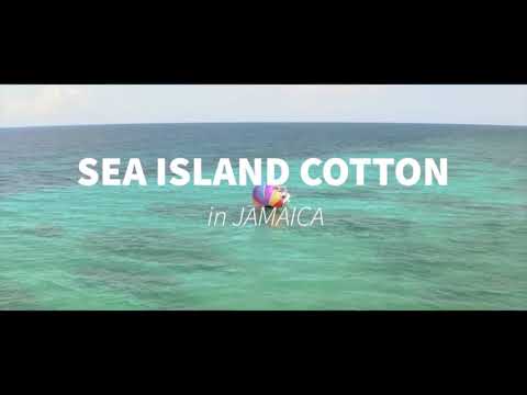 シーアイランドコットン - 定義