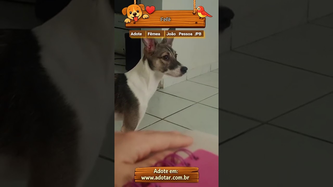 Cachorro raça SRD-ViraLata idade 2 a 6 meses nome Fefê 