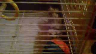 preview picture of video 'Take a birdcage, and add a fake ferret = Get happy kids!'