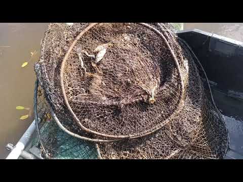 SZOK !!! Tylko metr wody i dwa żaki