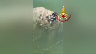 Il Pesce Luna è morto: il ritrovamento al largo di Venezia