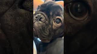 9.25金曜日の三郎🐽 #frenchbulldog #犬 #犬のいる暮らし #犬動画 #いぬ