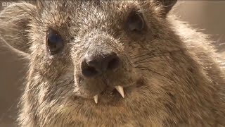 An Introduction to: The Rock Hyrax