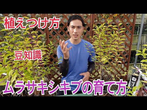 シクロラファについて詳しく解説