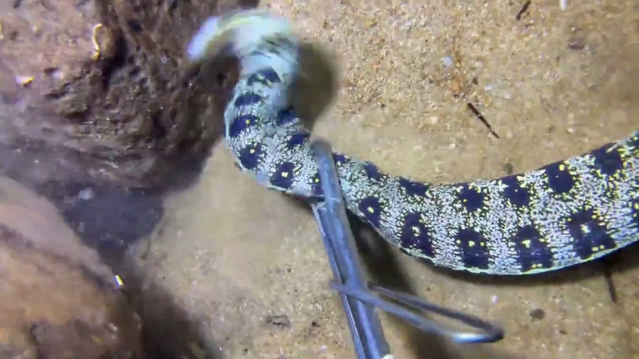 Diving under the sea to catch eels, crabs and sea cucumbers | Part 213