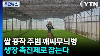 [新농비] 쌀 흉작 주범 깨씨무늬병...생장 촉진제로 잡는다 / YTN
