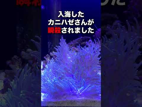 イソギンチャクの増やし方は？なぜ、どのように分割するのでしょうか?  庭園
