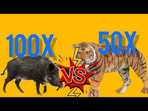 100X wild boar VS 50 tigers. ARBS mobile | Animal Revolt Battle Simulator
