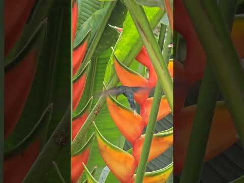 園芸 Rostrate ヘリコニア、ロブスタークロー