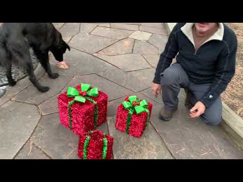 YouTube video about: Where to buy raw knuckle bones for dogs?