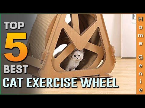 Top 5 Best Cat Exercise Wheels Review in 2022 - Which One Should You Buy?
