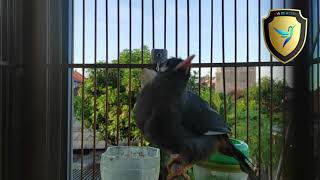 Download lagu POKSAY MANDARIN GACOR LUAR BIASA ATAS BAWAH GACOR DOR mp3 Download lagu POKSAY MANDARIN GACOR LUAR BIASA ATAS BAWAH GACOR DOR mp3