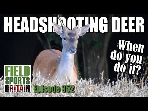 Fieldsports Britain – Headshooting Deer – when do you do it? Fieldsports Britain – Headshooting Deer – when do you do it?