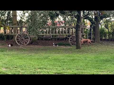 Fun-and-dogs.de - Kerstins Hundeschule - Rückruf funktioniert, trotz der Verlockung eines Hasens