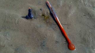 preview picture of video 'Purple thing in Maputo beach 2009 (sea pen)'