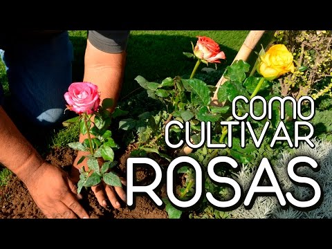 , title : 'como cultivar rosas'
