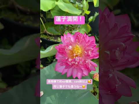 薬用庭園の自然薬局にある自分自身を治療するためのトップ植物