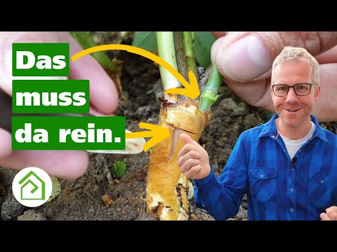 Rosen veredeln Teil 2🌹 Rosen über Okulation veredeln!