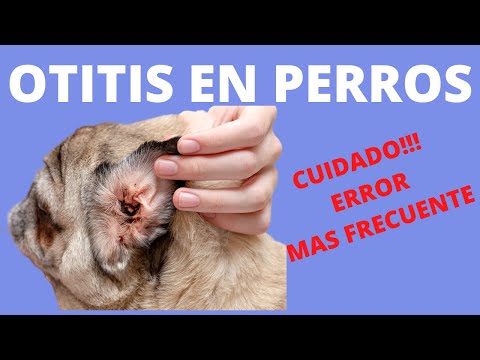 🩸🩸 OTITIS EN PERROS/ PROBLEMAS EN EL OIDO/Síntomas, CaUsaS y PreVenCión.🩸🩸