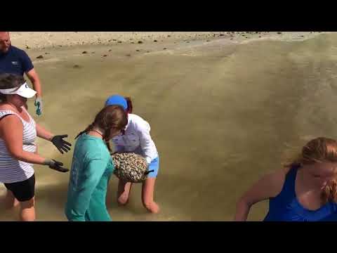 Cleaning up after Irma: bay, beaches polluted | Digital Short