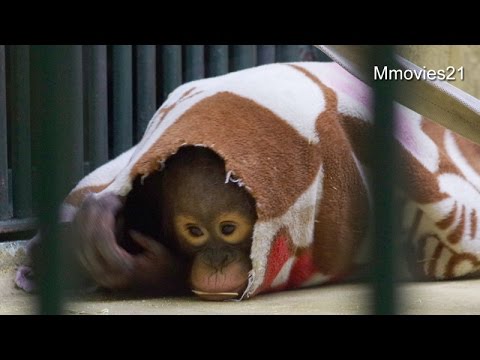 download lagu mp3 mp4 Utan Bed, download mp3 Utan Bed free download, download mp3 Utan Bed