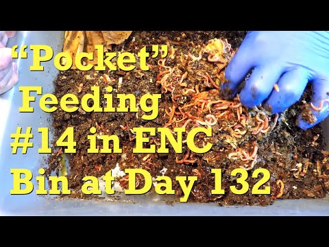 Fourteenth worm bin "pocket" feeding of 132-day ENCs - vermicompost