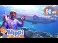 Blippi Visits The Florida Aquarium Animals For Kids Funny Cartoons Learn About Animals