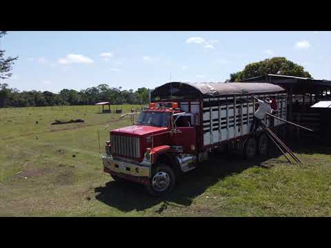 Loading Cattle in the Heart of Guaviare: Heading to the BLE Meatpacking Plant in Bogotá! 🐂🚛🛣️