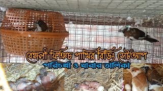 বেঙ্গলী ফিঞচ পাখির বিডিং সেটআপ 😀পরিচর্যা ও খাবার তালিকা॥Society Finch Bird Breeding setup &Food List